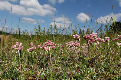 BUITEN BEELD Foto: 256383