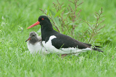 BUITEN BEELD Foto: 256387