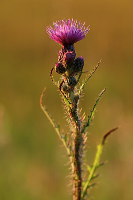 BUITEN BEELD Foto: 256403