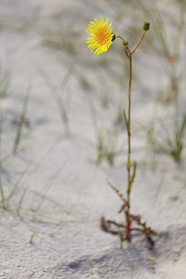 BUITEN BEELD Foto: 256409