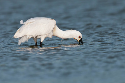 BUITEN BEELD Foto: 256414