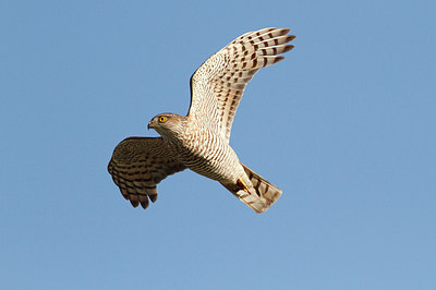 BUITEN BEELD Foto: 256418