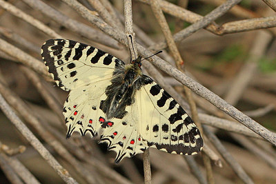 BUITEN BEELD Foto: 256429