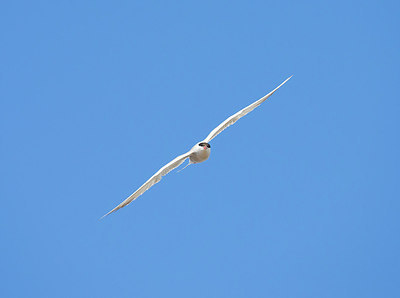BUITEN BEELD Foto: 256431