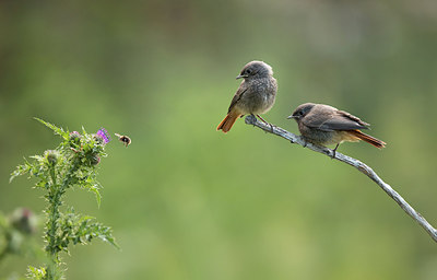 BUITEN BEELD Foto: 256452