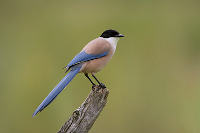 BUITEN BEELD Foto: 256469