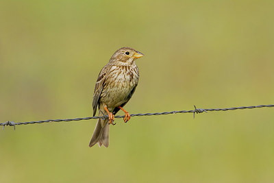 BUITEN BEELD Foto: 256471