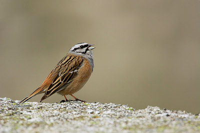 BUITEN BEELD Foto: 256473