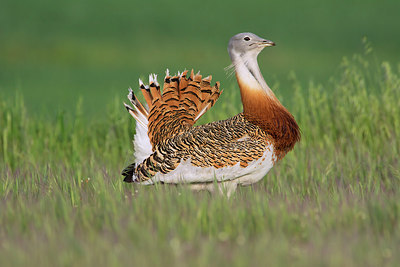 BUITEN BEELD Foto: 256474