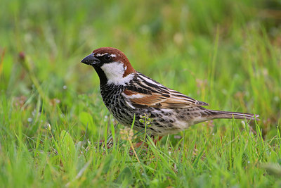 BUITEN BEELD Foto: 256478
