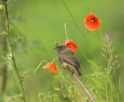 BUITEN BEELD Foto: 256490