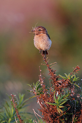 BUITEN BEELD Foto: 256499