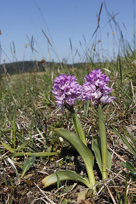 BUITEN BEELD Foto: 256505