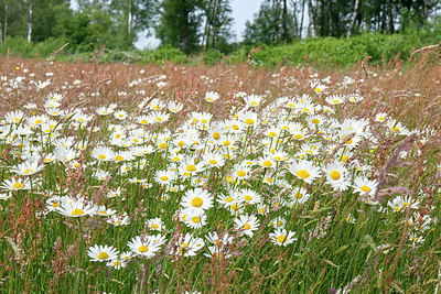 BUITEN BEELD Foto: 256531