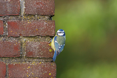 BUITEN BEELD Foto: 256550
