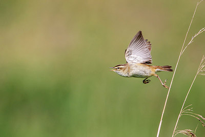 BUITEN BEELD Foto: 256551