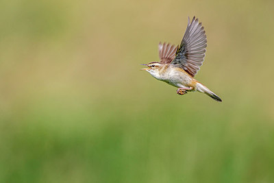 BUITEN BEELD Foto: 256552