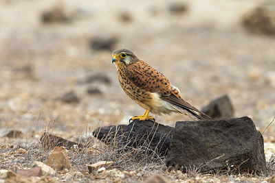BUITEN BEELD Foto: 256561