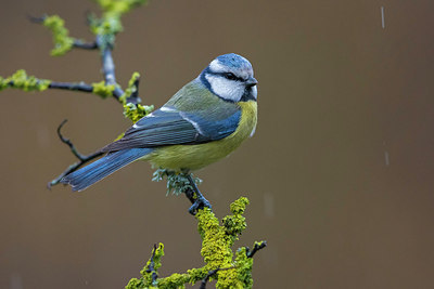 BUITEN BEELD Foto: 256592