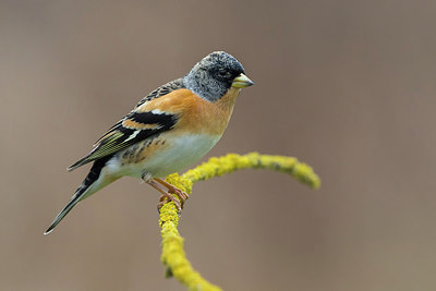 BUITEN BEELD Foto: 256608