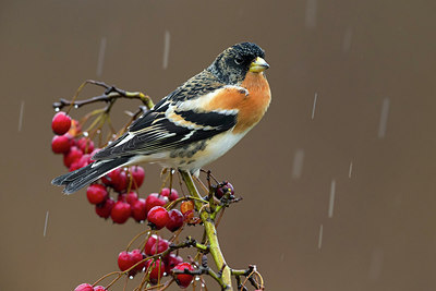 BUITEN BEELD Foto: 256611