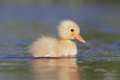 BUITEN BEELD Foto: 256629