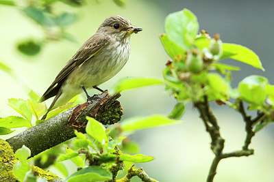 BUITEN BEELD Foto: 256647