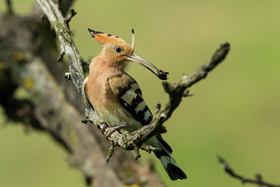 BUITEN BEELD Foto: 256655
