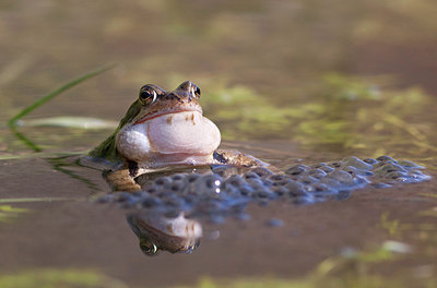 BUITEN BEELD Foto: 256729