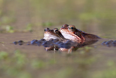 BUITEN BEELD Foto: 256730