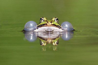 BUITEN BEELD Foto: 256731