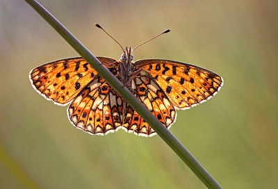 BUITEN BEELD Foto: 256745