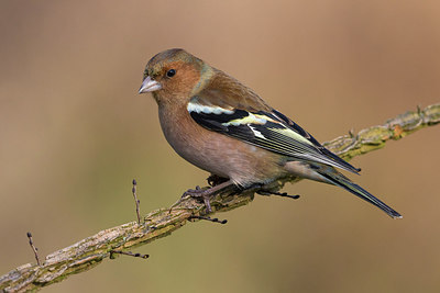 BUITEN BEELD Foto: 256747
