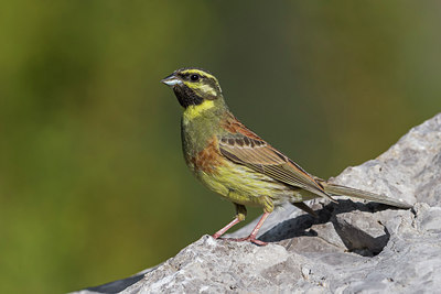 BUITEN BEELD Foto: 256760