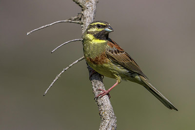 BUITEN BEELD Foto: 256763