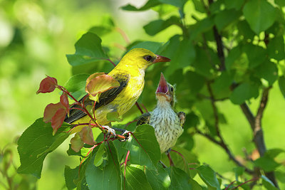 BUITEN BEELD Foto: 256787