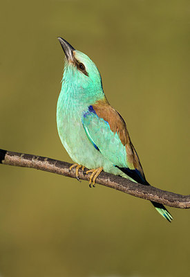 BUITEN BEELD Foto: 256794