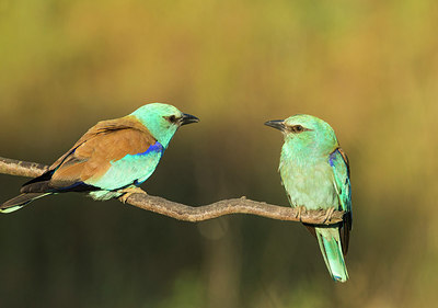 BUITEN BEELD Foto: 256797