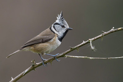 BUITEN BEELD Foto: 256817