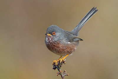 BUITEN BEELD Foto: 256823