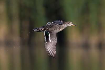 BUITEN BEELD Foto: 256845