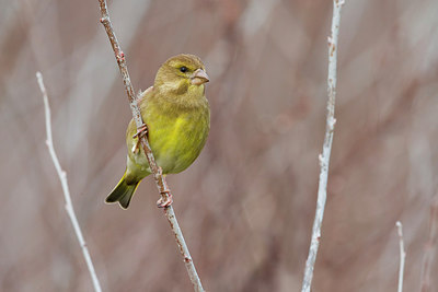 BUITEN BEELD Foto: 256854