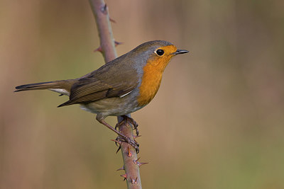 BUITEN BEELD Foto: 256856