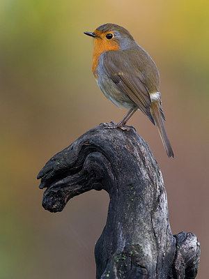 BUITEN BEELD Foto: 256863