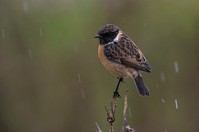 BUITEN BEELD Foto: 256866