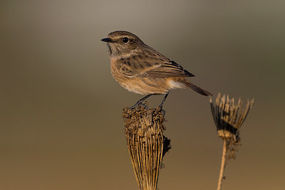 BUITEN BEELD Foto: 256869