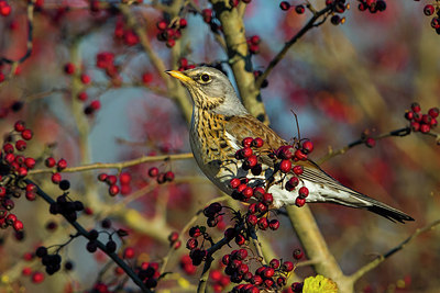 BUITEN BEELD Foto: 256875