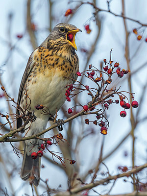 BUITEN BEELD Foto: 256882