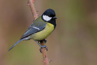 BUITEN BEELD Foto: 256886