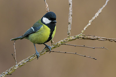 BUITEN BEELD Foto: 256890